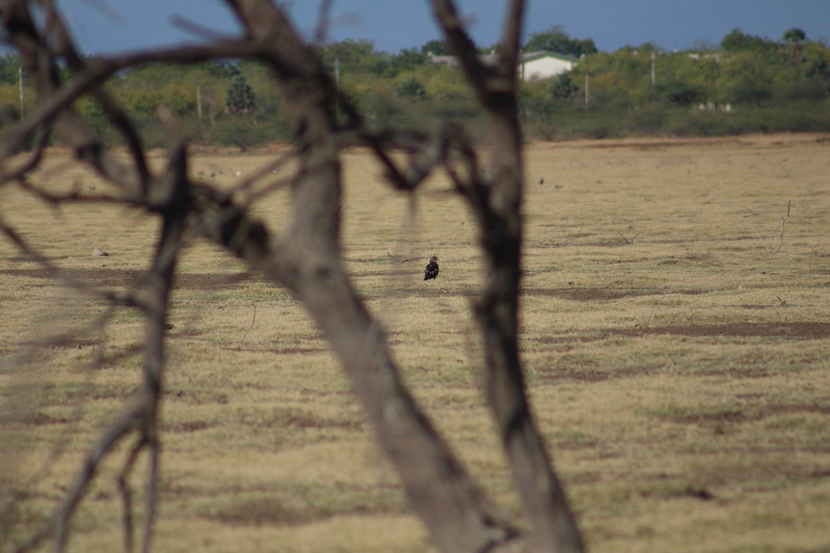 Milan noir - ML646099791