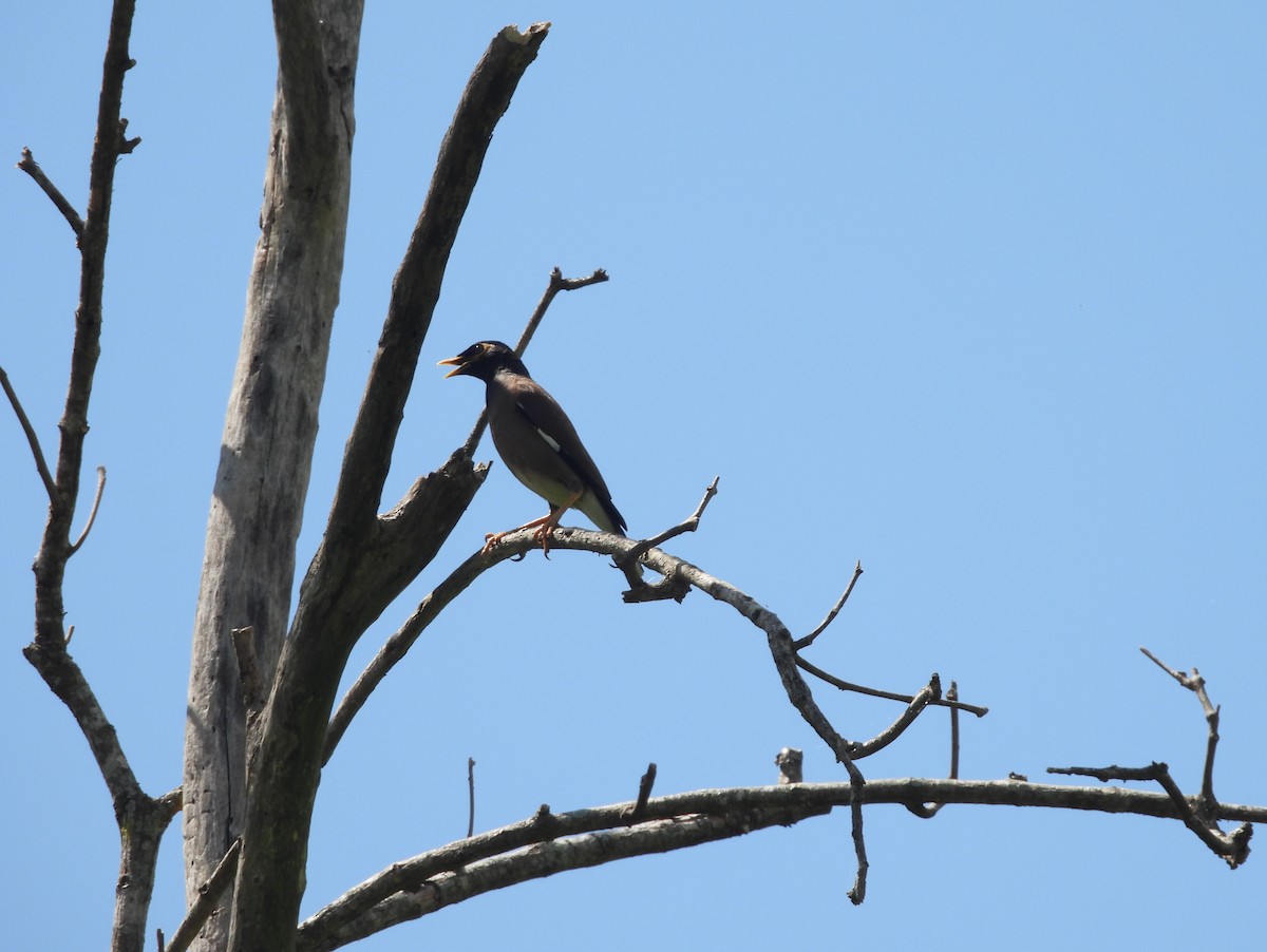 Martin triste - ML646099792