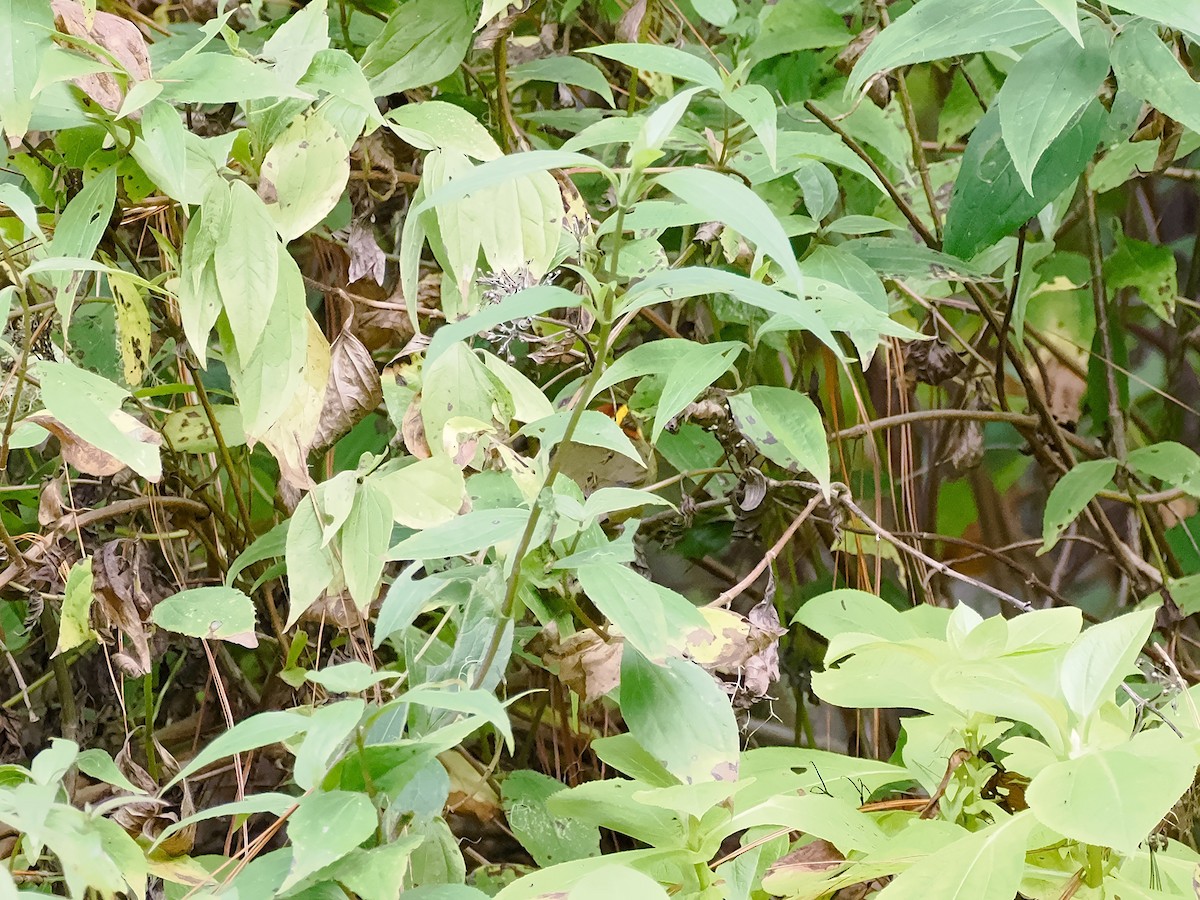 Paruline à sourcils dorés - ML646099793