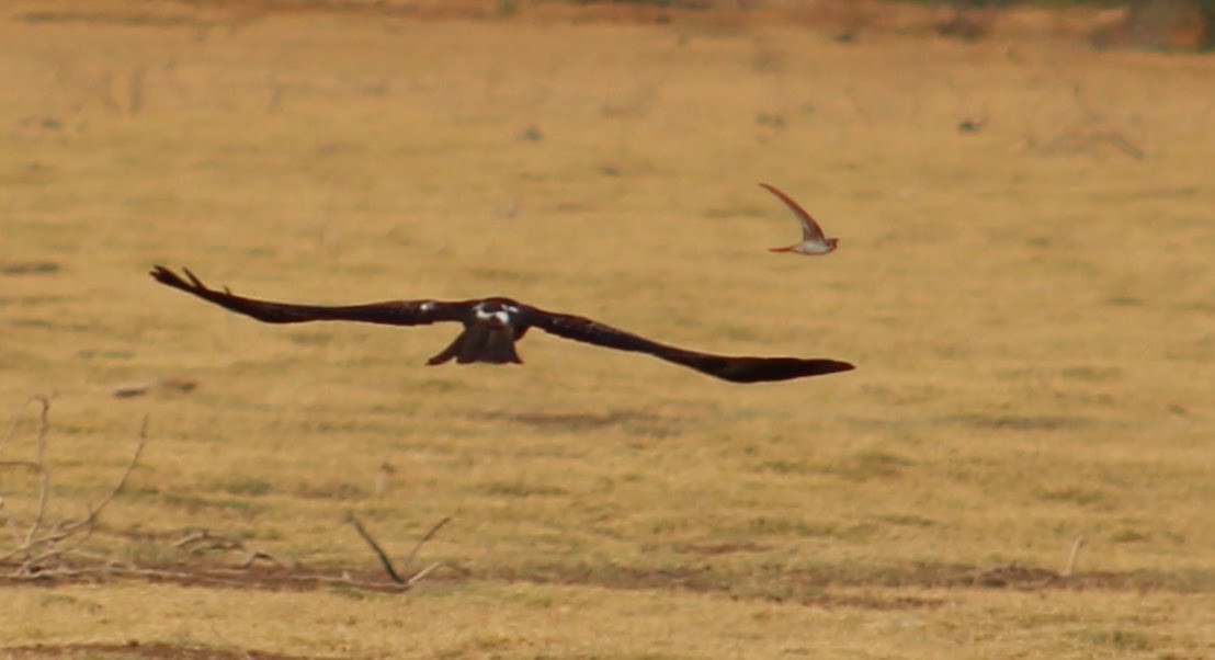 Milan noir - ML646099797