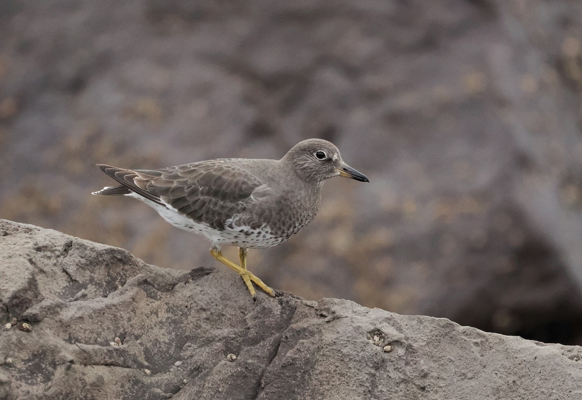 Bécasseau du ressac - ML646099798