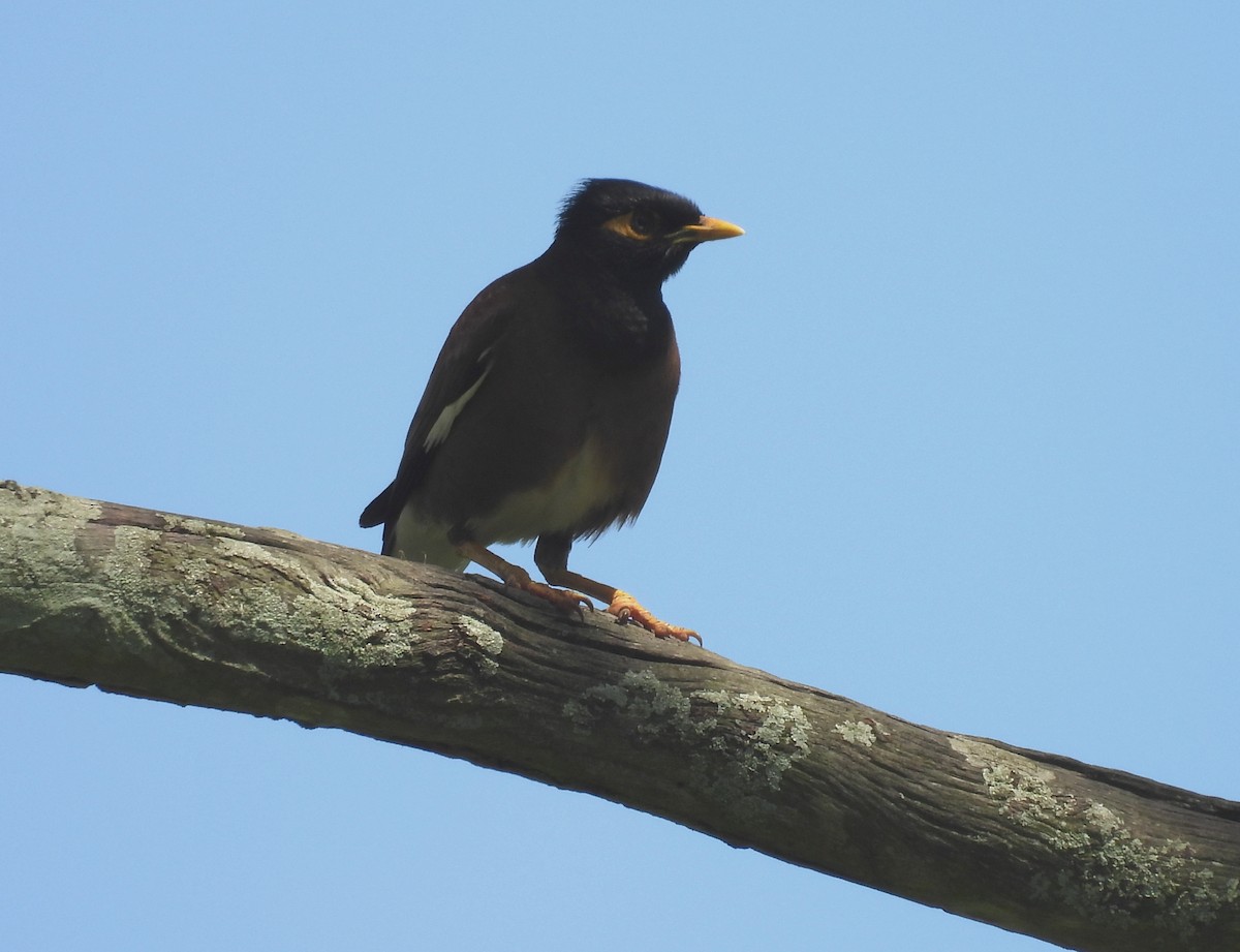 Martin triste - ML646099800