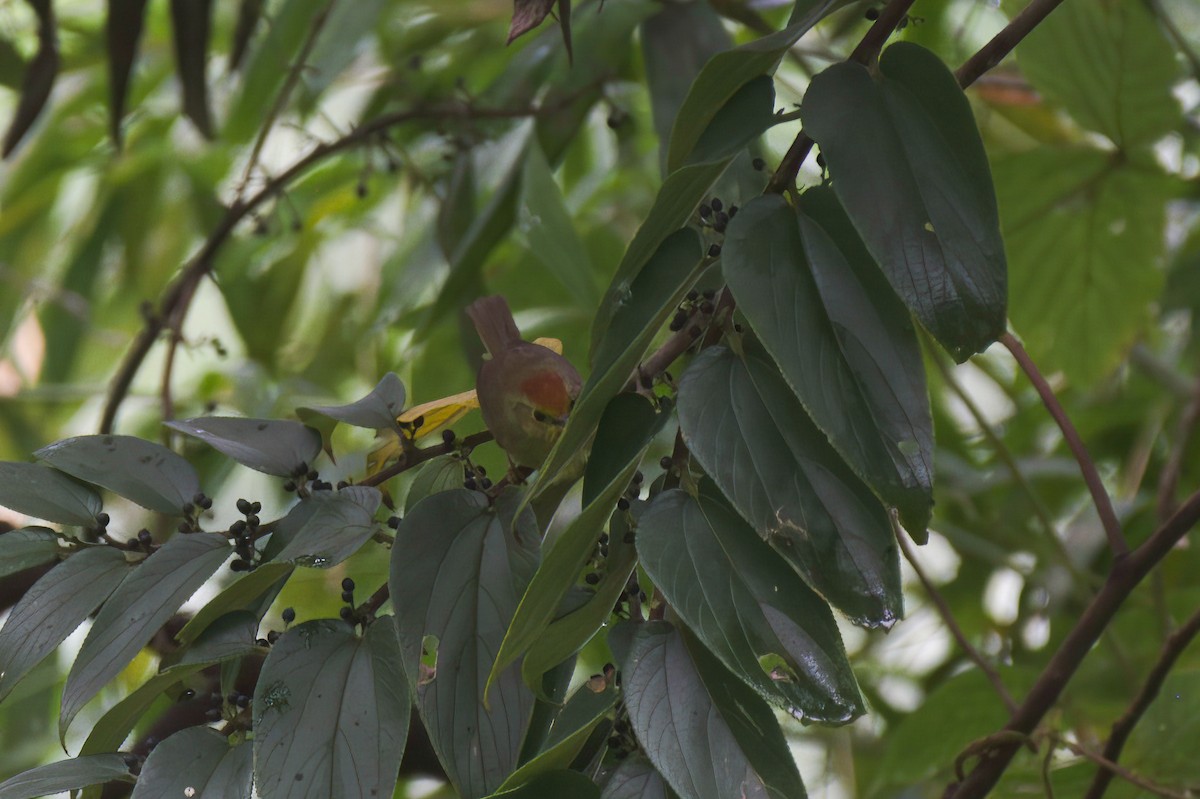 Timalie de Blyth - ML646099803