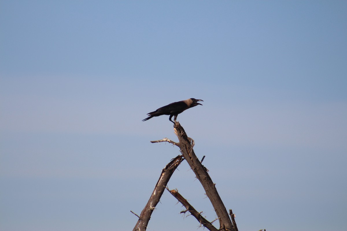 Corbeau familier - ML646099804