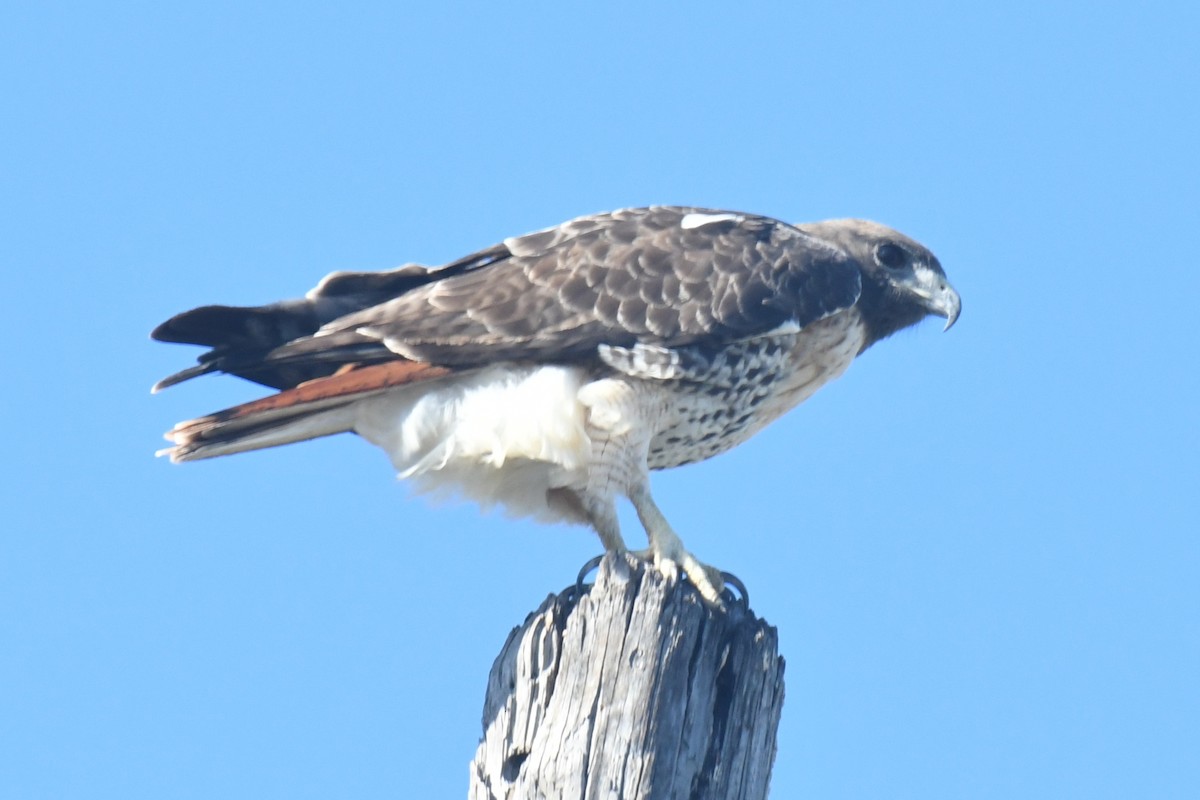 Buse à queue rousse - ML646099805