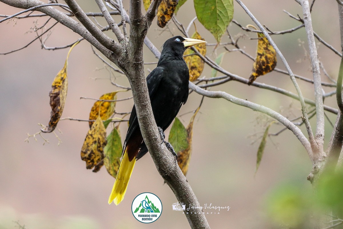 Cassique huppé - ML646099809