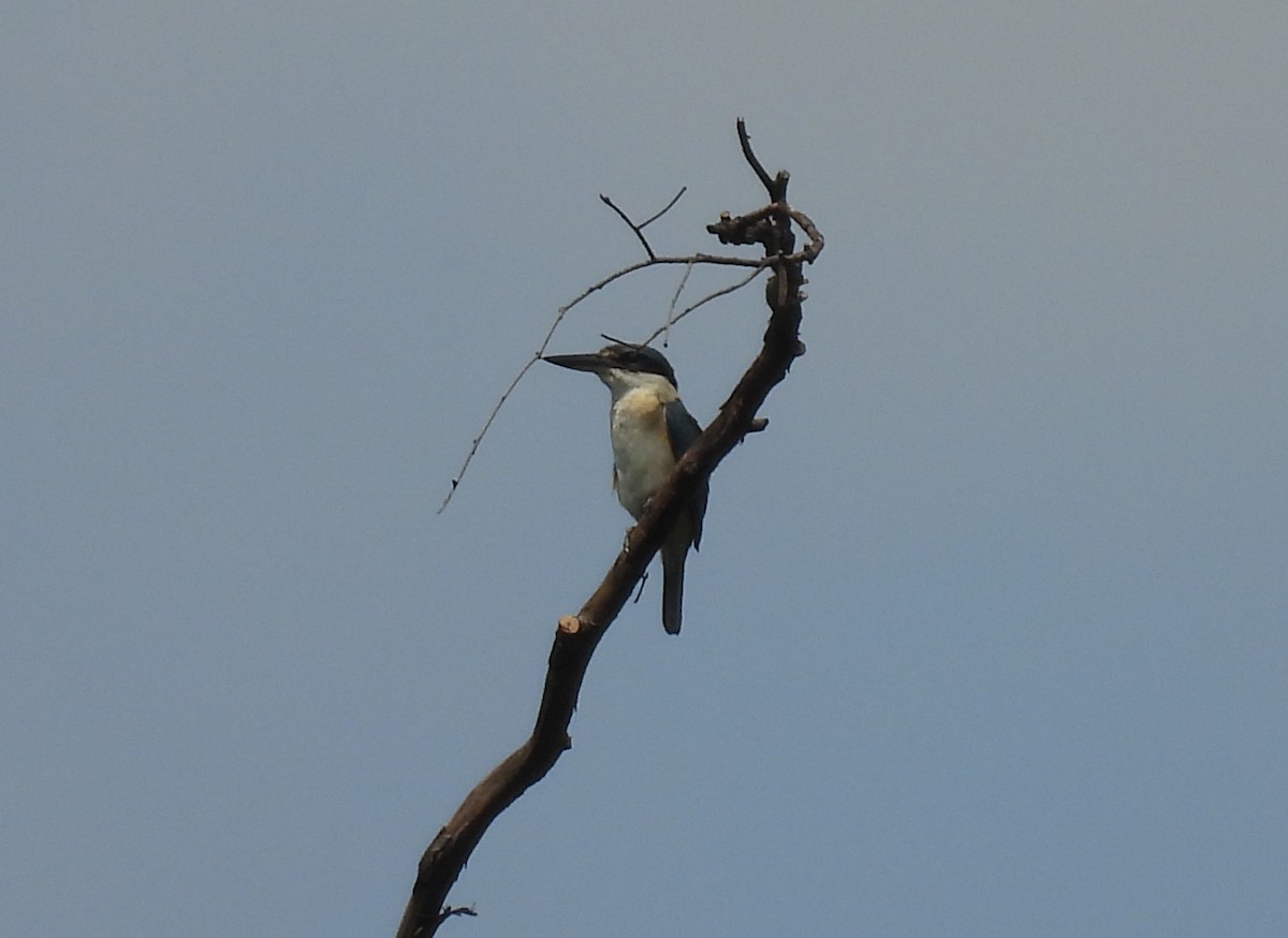 Götzenliest - ML646099810