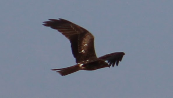 Milan noir - ML646099811