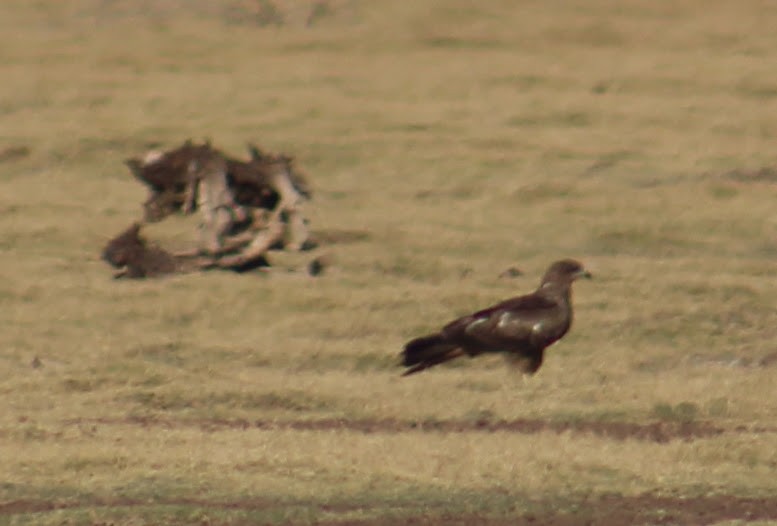 Milan noir - ML646099812