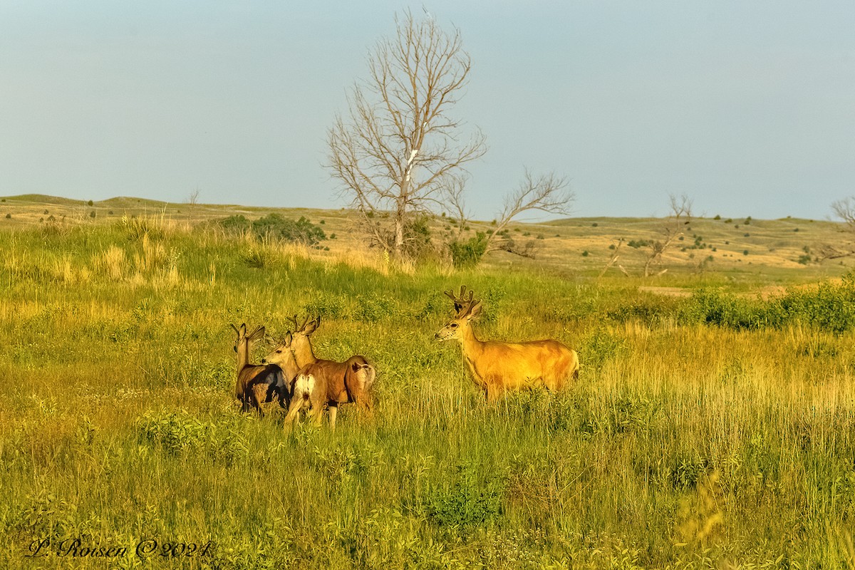 Animals - ML646099814