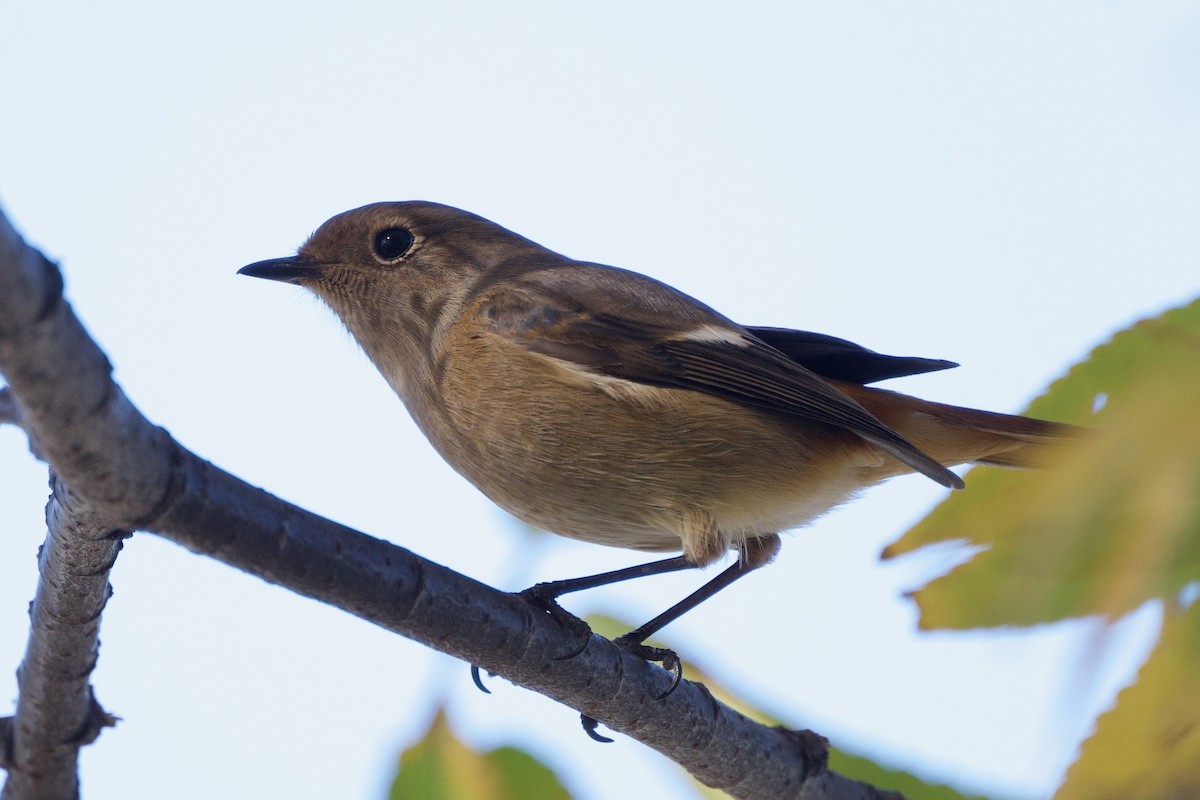 Daurian Redstart - ML646099815