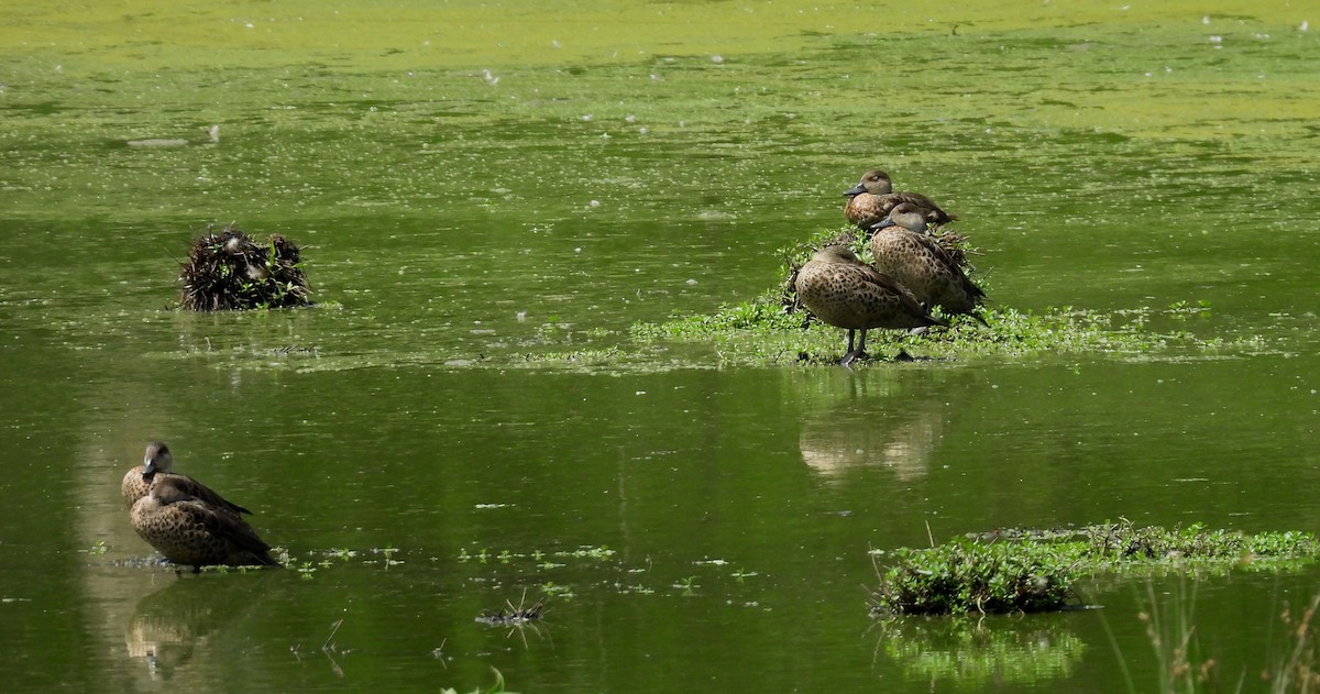 Australente - ML646099816