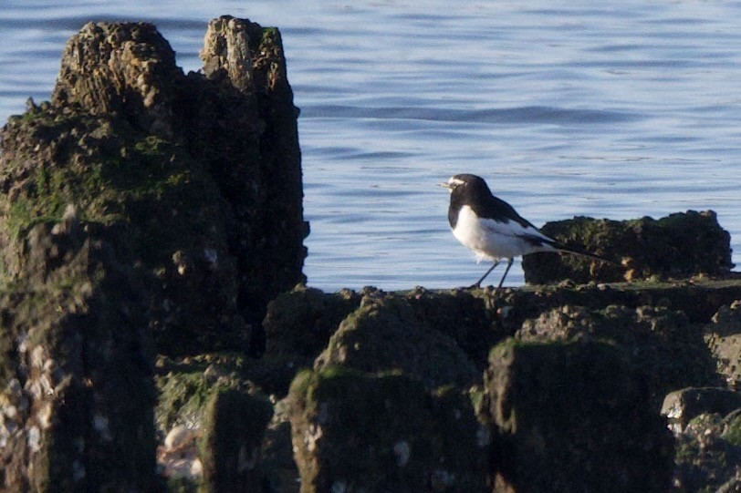 Japanese Wagtail - ML646099817