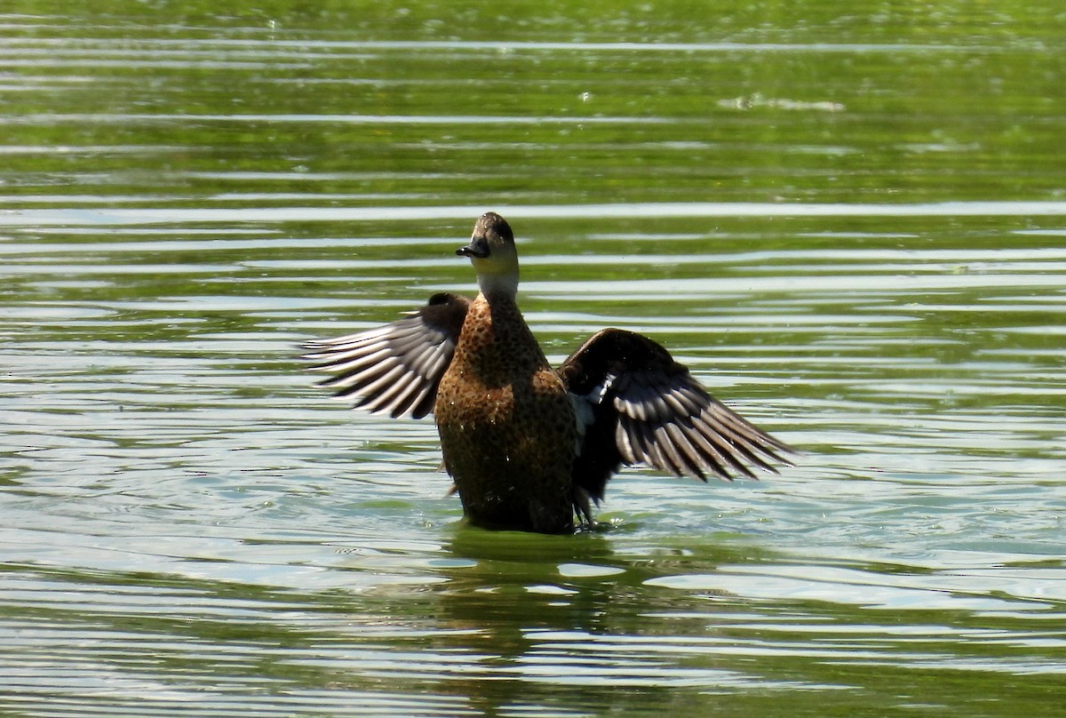 Australente - ML646099819