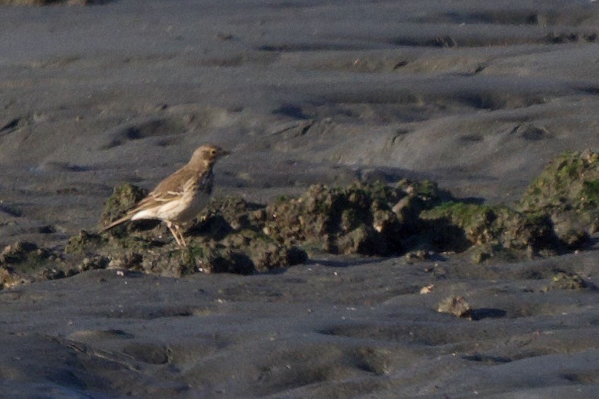 Siberian Pipit - ML646099821