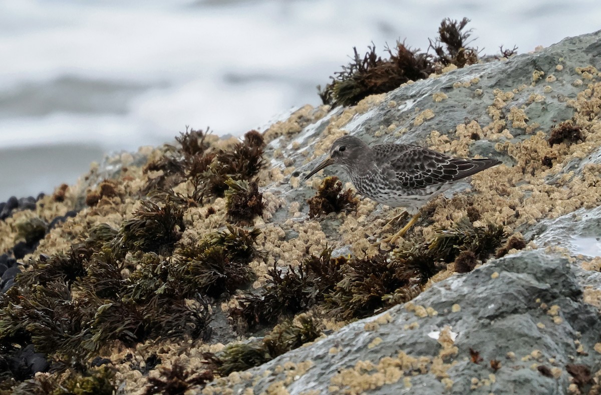 Beringstrandläufer - ML646099822