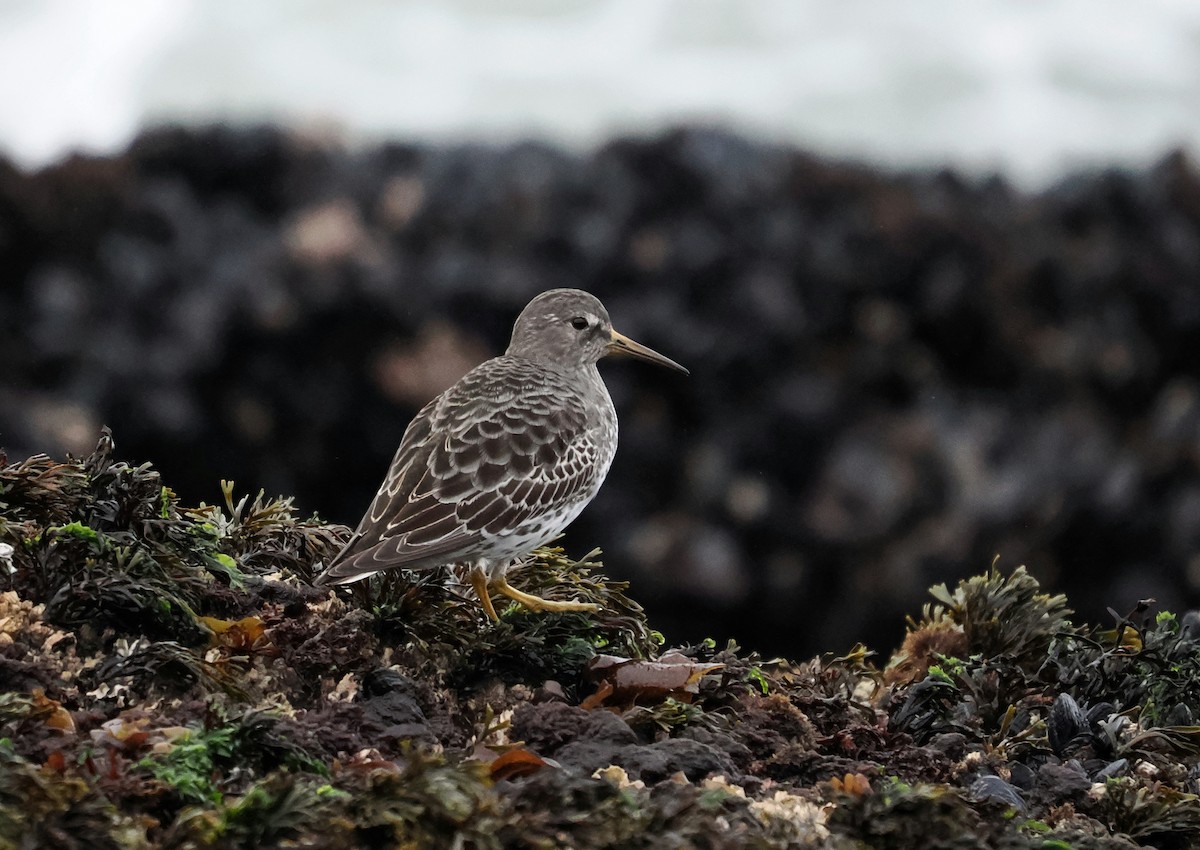 Beringstrandläufer - ML646099823