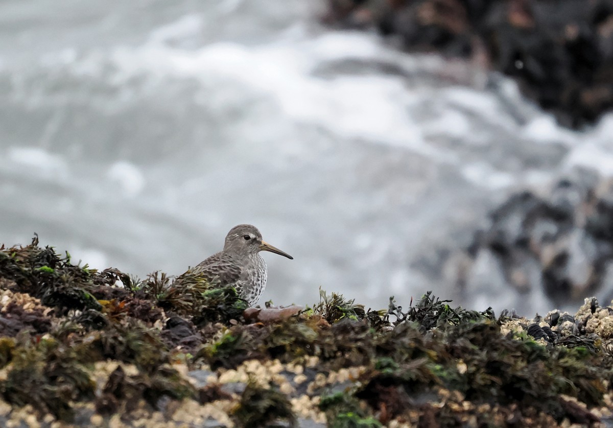 Beringstrandläufer - ML646099824