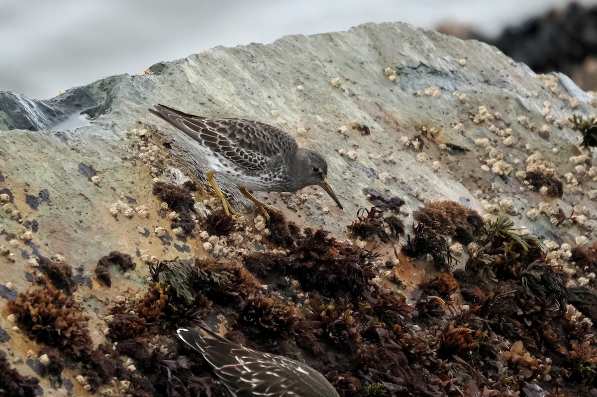 Beringstrandläufer - ML646099825