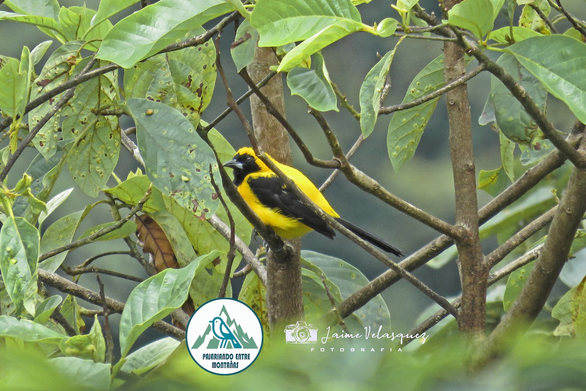 Schwarzflügeltrupial - ML646099826