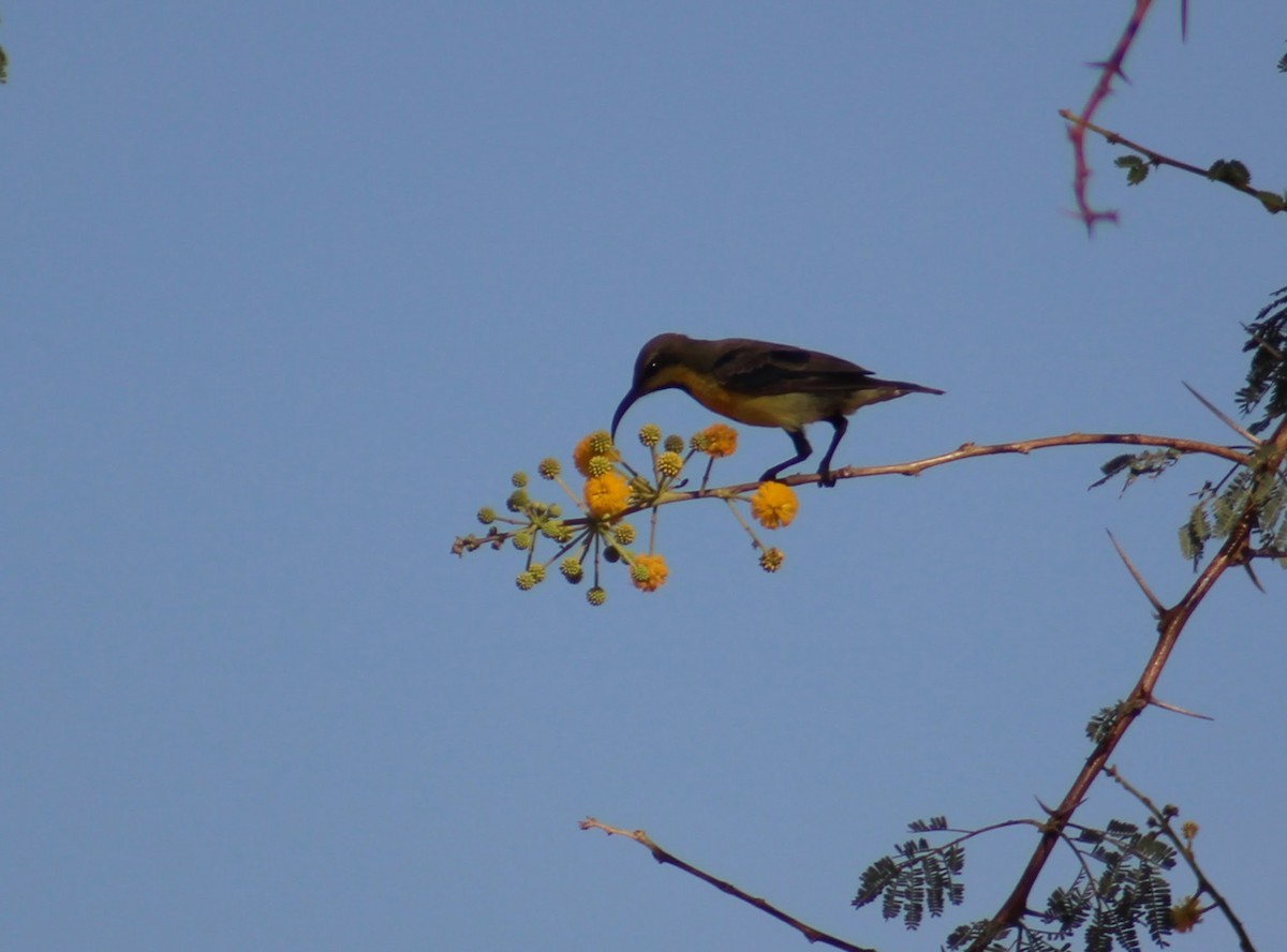 Purpurnektarvogel - ML646099827