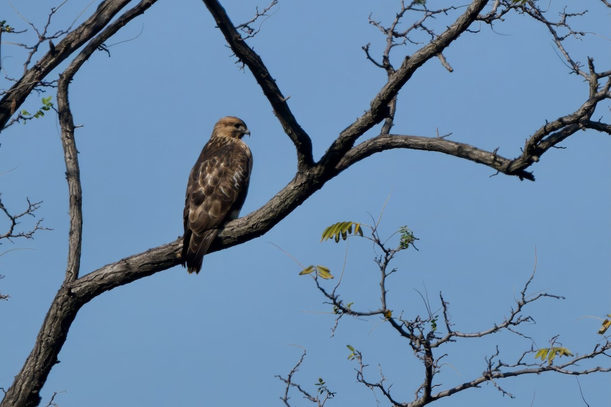 Eastern Buzzard - ML646099828