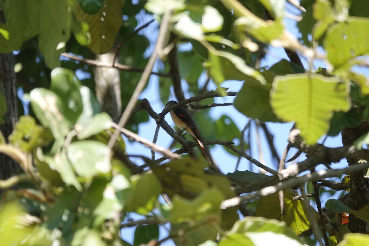 Rosenmennigvogel - ML646099829