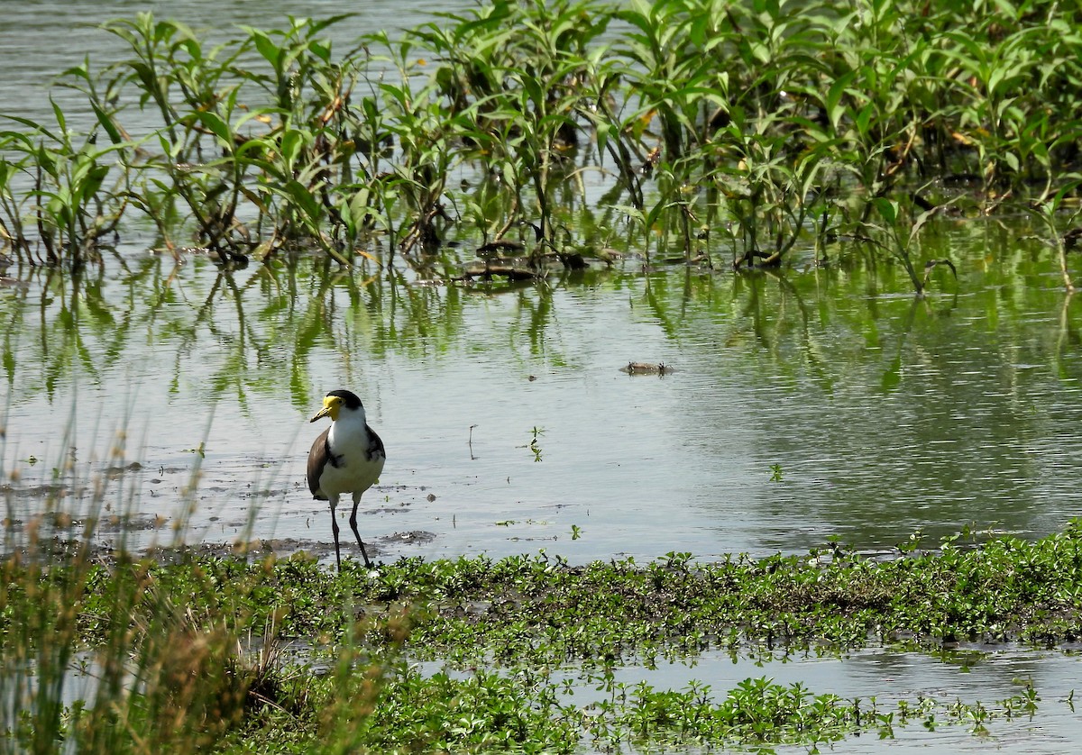 Maskenkiebitz - ML646099830