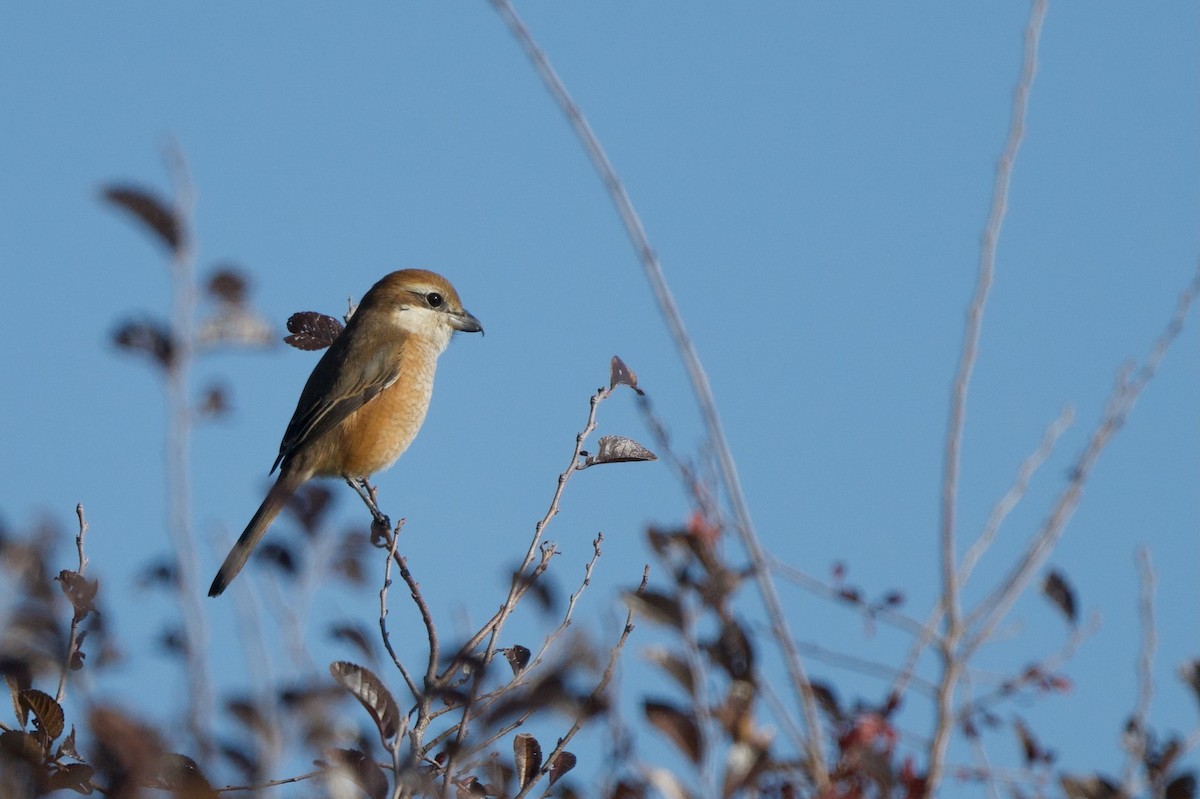 Bull-headed Shrike - ML646099831