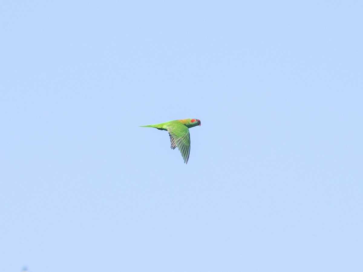 Moschuslori - ML646099833