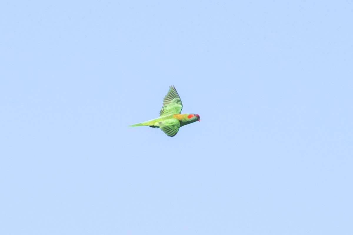 Moschuslori - ML646099834