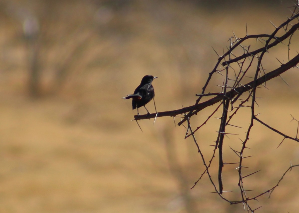 Strauchschmätzer - ML646099837