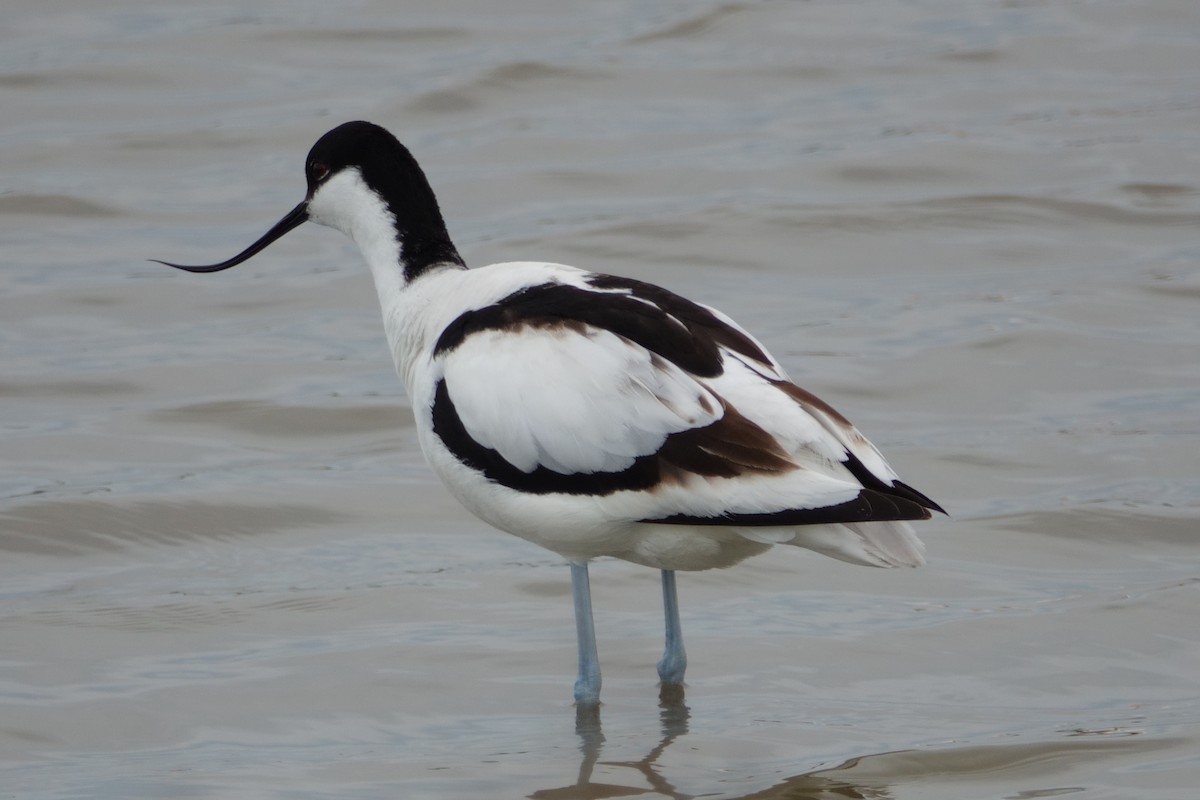 Säbelschnäbler - ML646099840