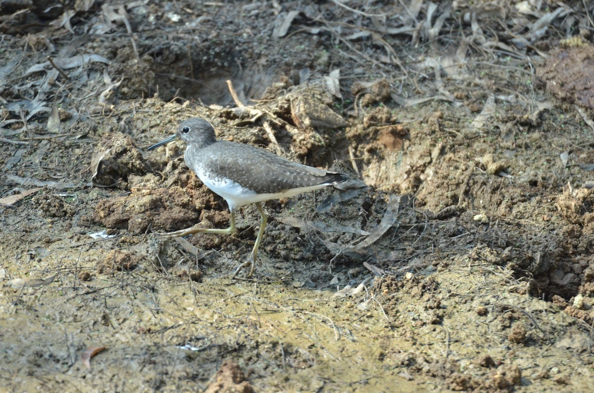 Waldwasserläufer - ML646099842