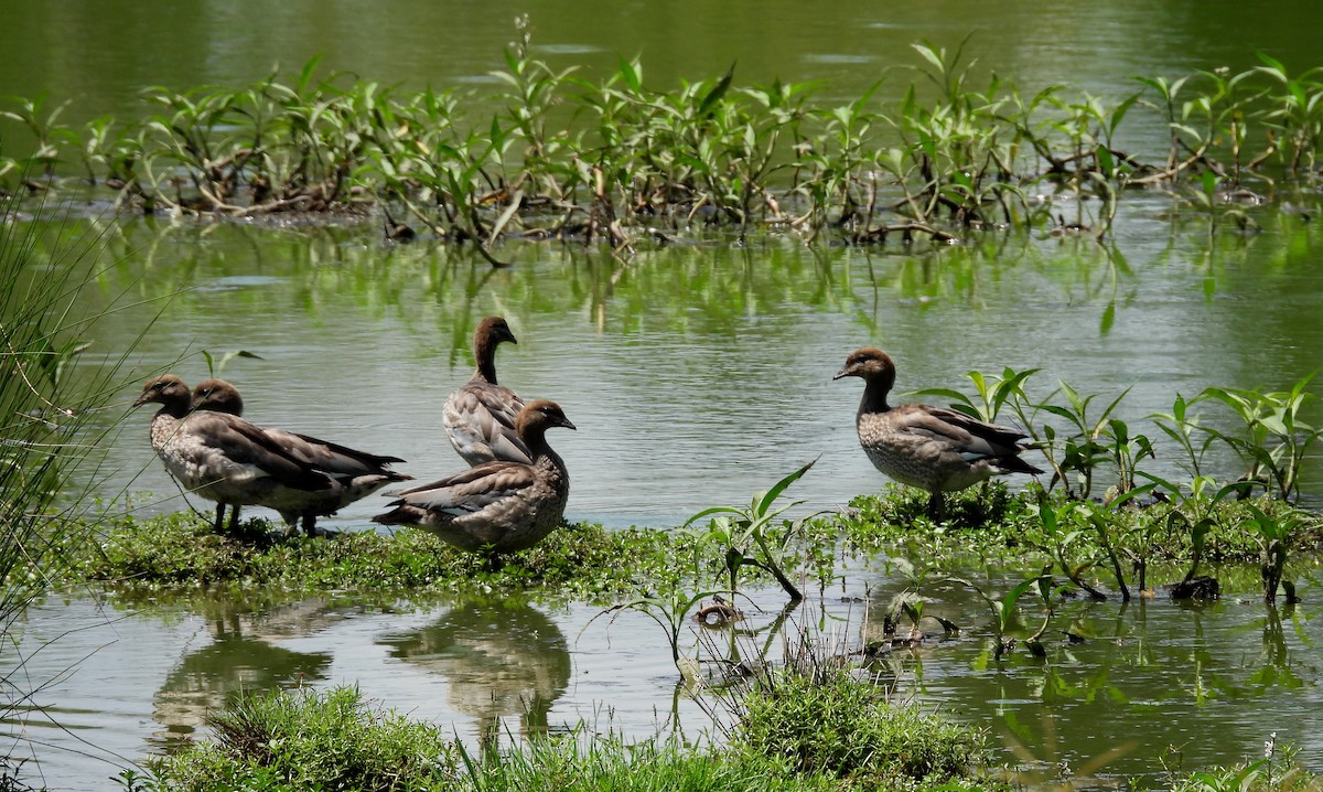 Mähnenente - ML646099844