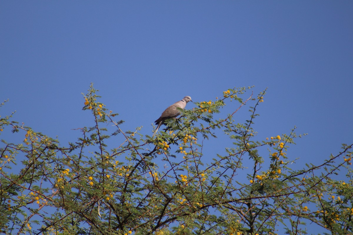 Türkentaube - ML646099846