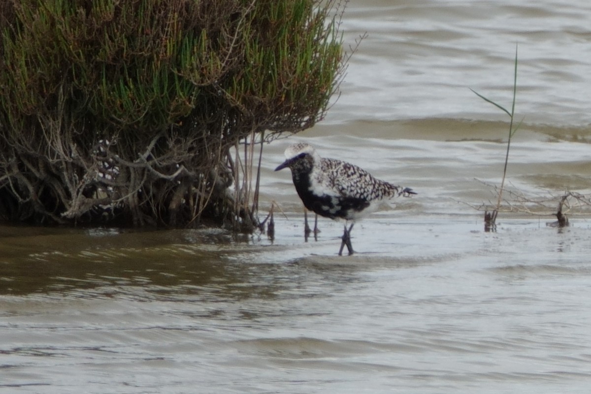 Kiebitzregenpfeifer - ML646099847