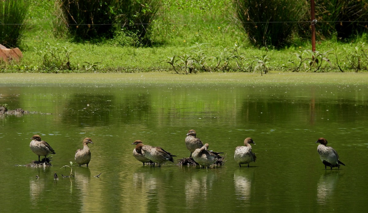 Mähnenente - ML646099848