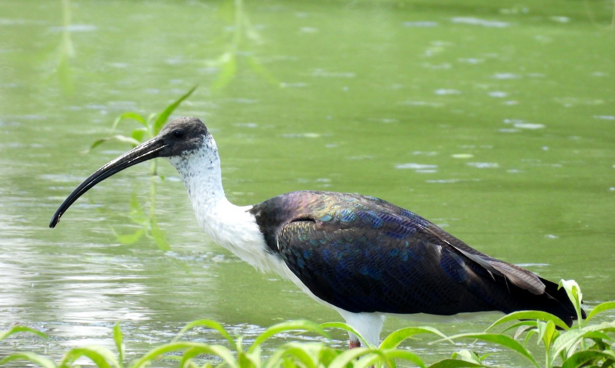 stråibis - ML646099853