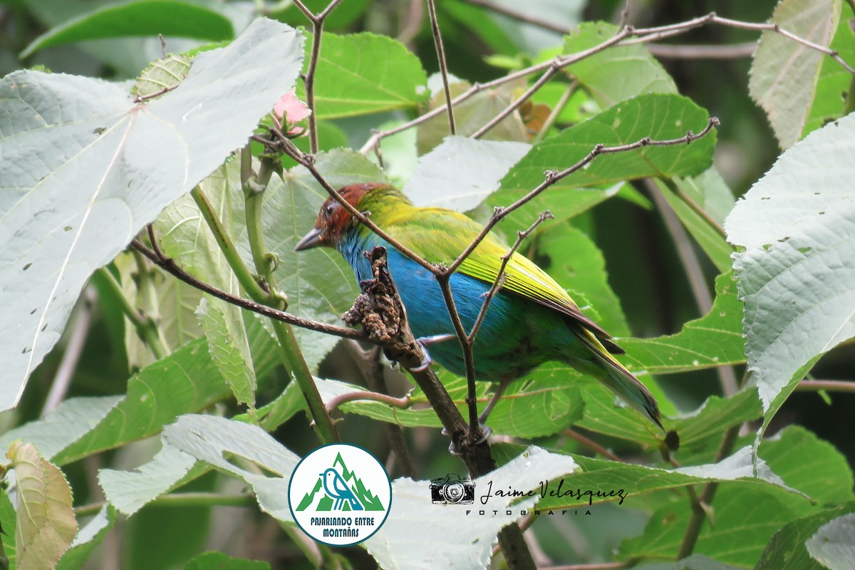 Rötelkopftangare - ML646099854