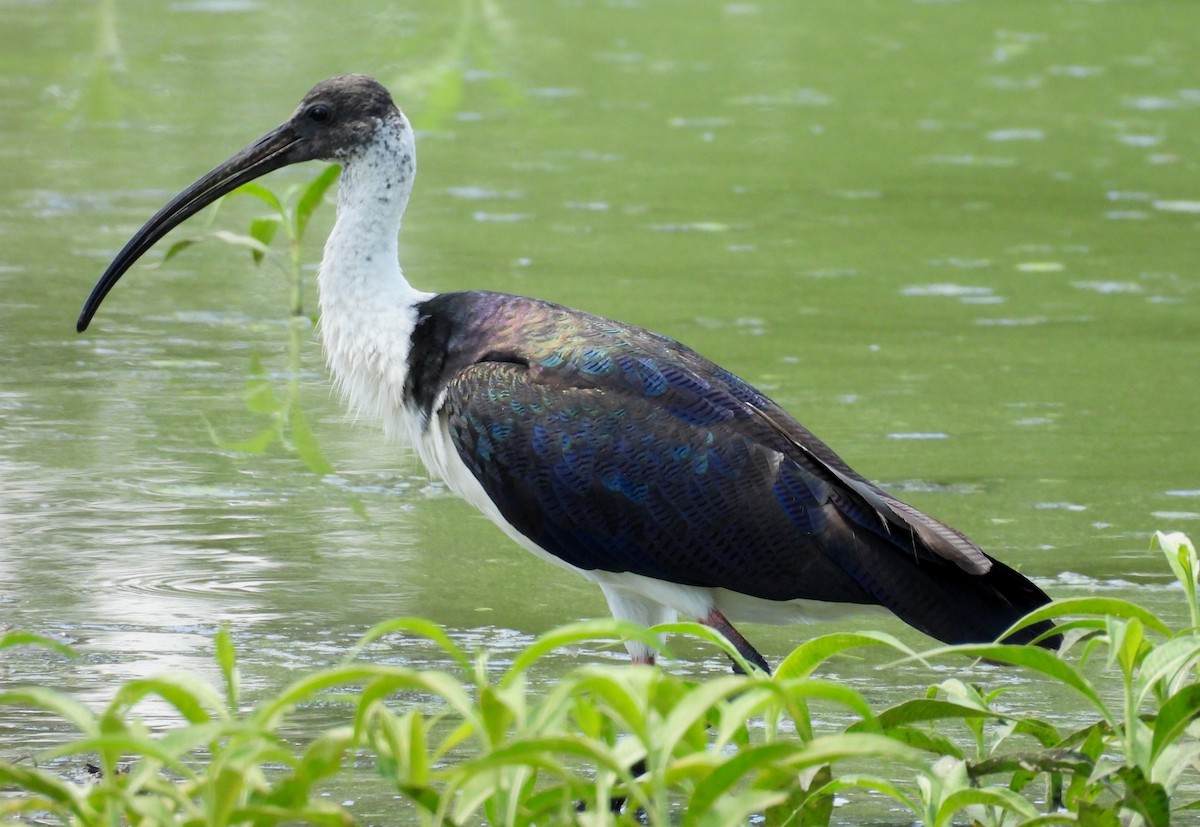 Stachelibis - ML646099856