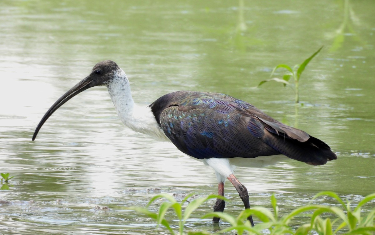 stråibis - ML646099857