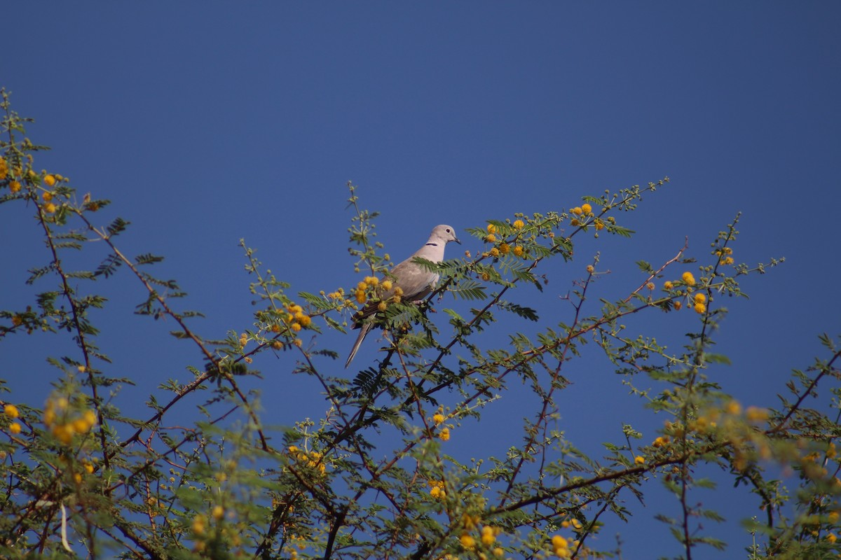 tyrkerdue - ML646099860