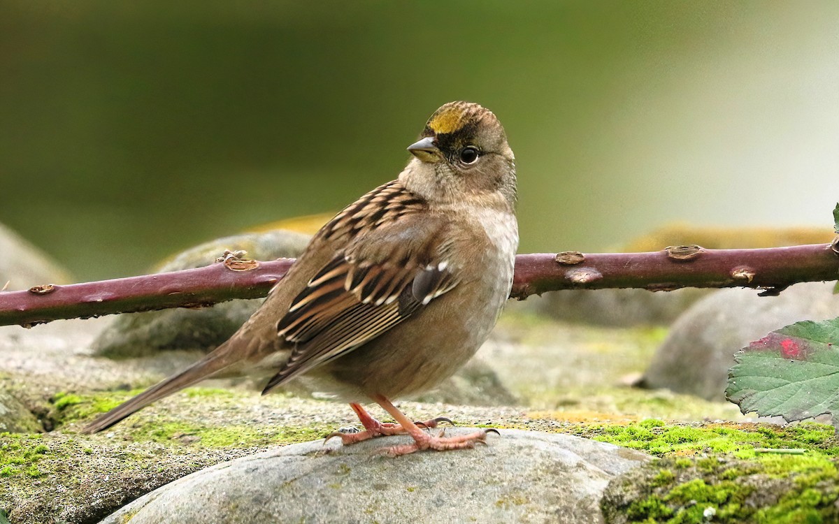 gulkronespurv - ML646099861