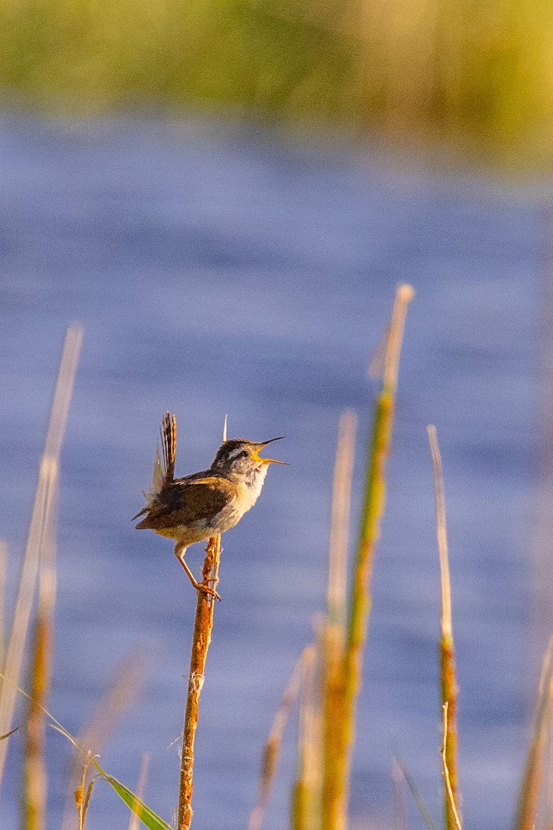 myrsmett - ML646099862