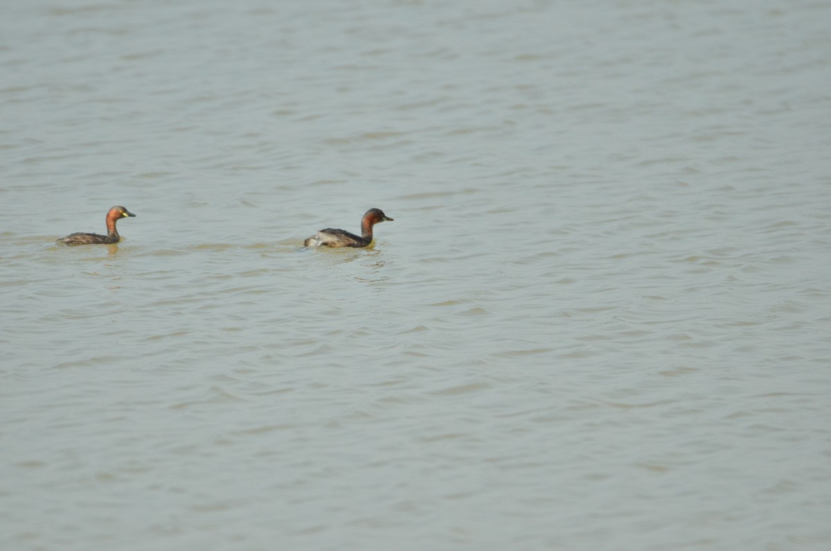 dvergdykker - ML646099863