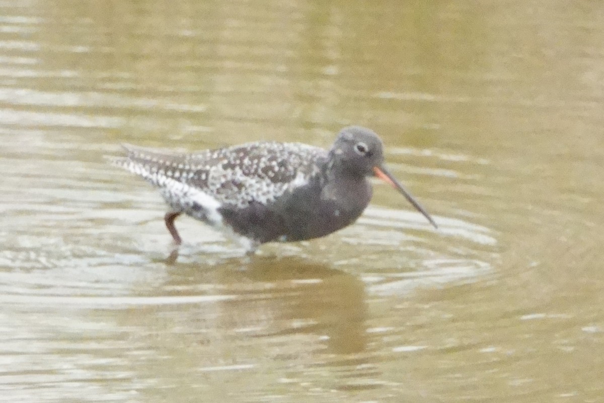 sotsnipe - ML646099864