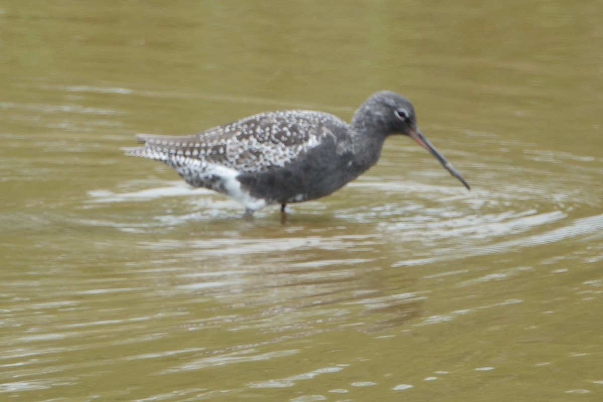 sotsnipe - ML646099865