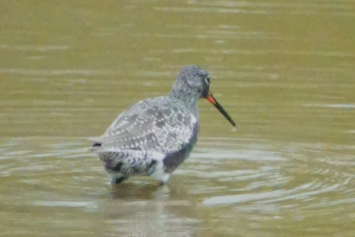 sotsnipe - ML646099866