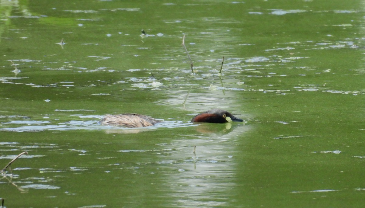 oseaniadykker - ML646099867